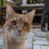Con il gatto Sirio che ci fa da cicerone...